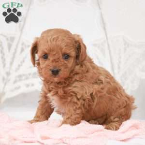 Macy, Toy Poodle Puppy